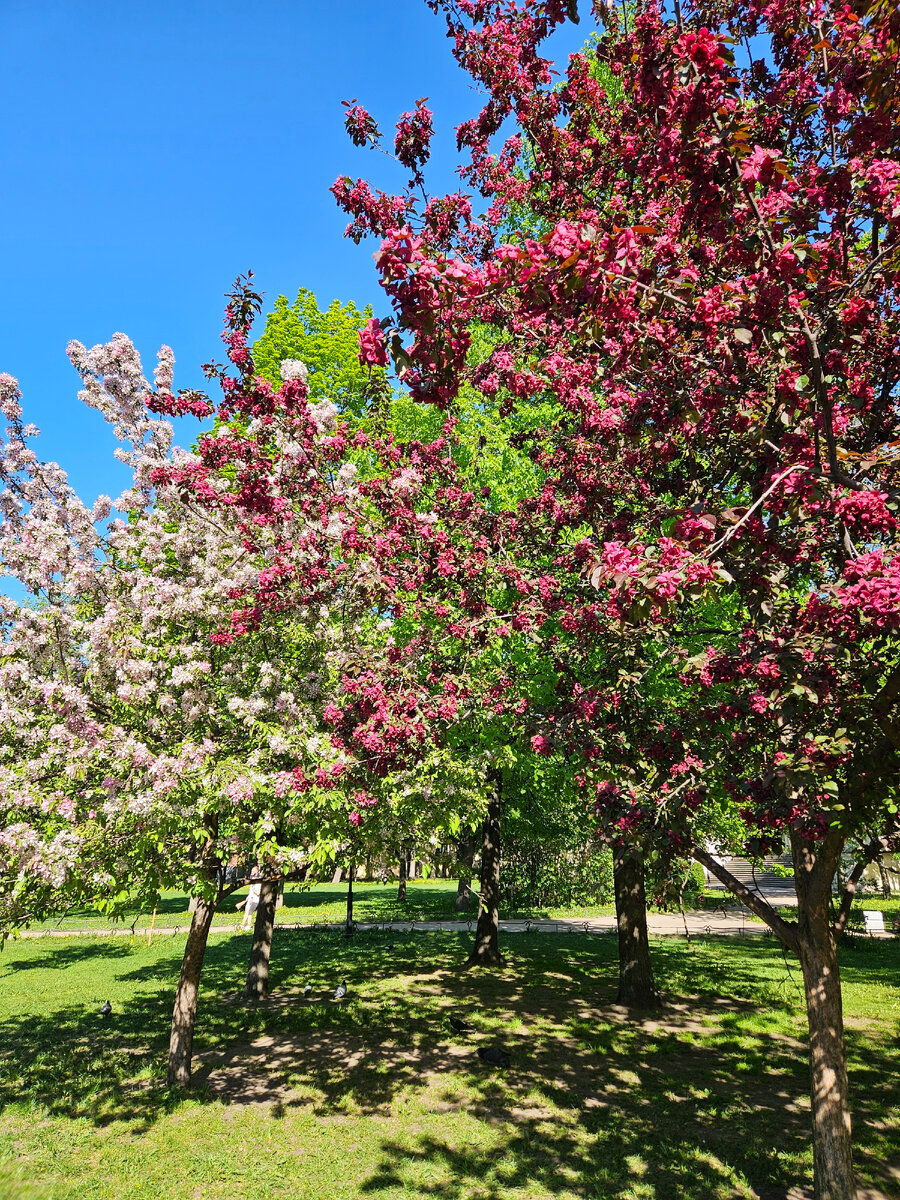 Юсуповский сад Санкт-Петербурга (фотография автора)