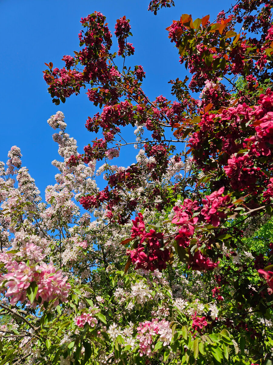 Юсуповский сад Санкт-Петербурга (фотография автора)