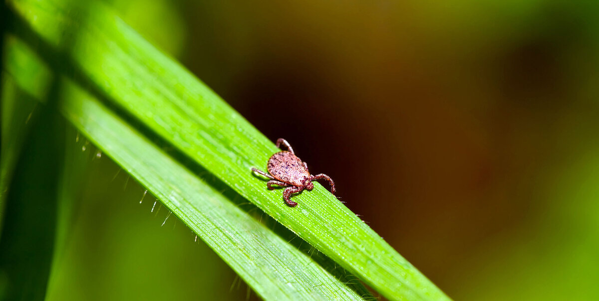 Фото: sanmaridez.ru