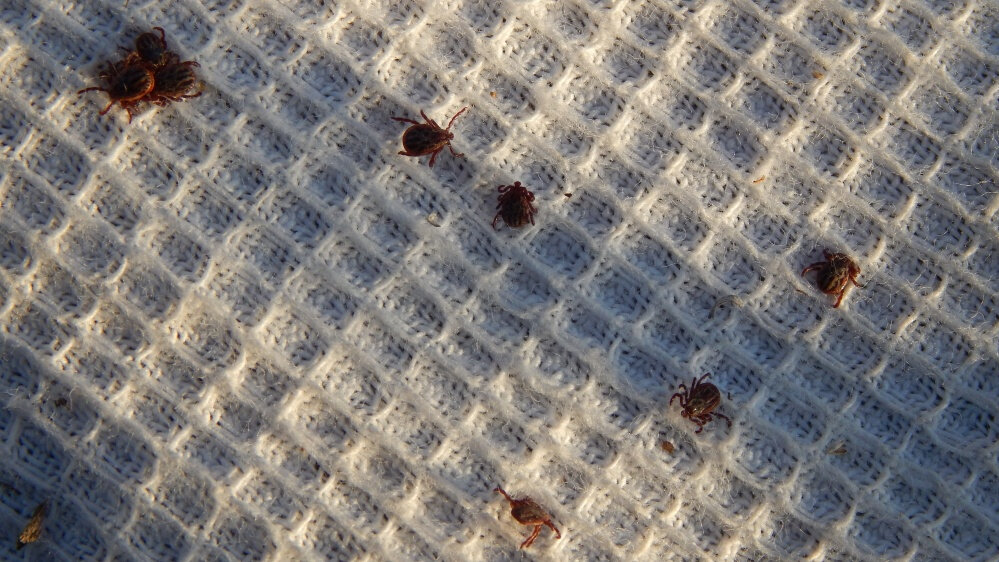 Фото: tvtomsk.ru