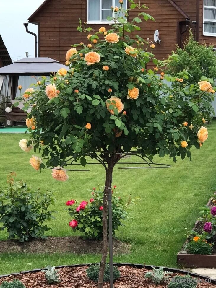 Фото из открытых источников