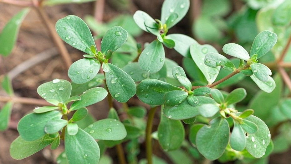 Не сорняк, а лакомство: 10 растений, которые можно подать к столу