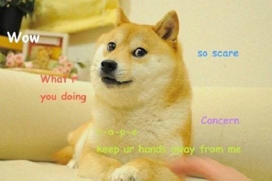    В Японии умерла ставшая символом криптовалюты Dogecoin собака породы сиба-ину