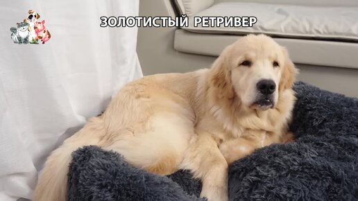 Добрый ретривер и его друзья 35 🐕🤗😂