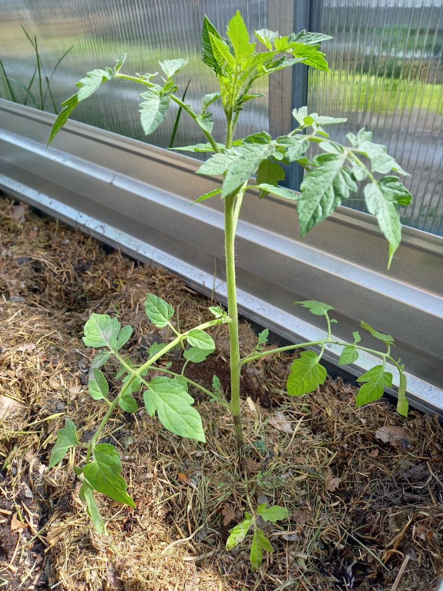 Наши посадки