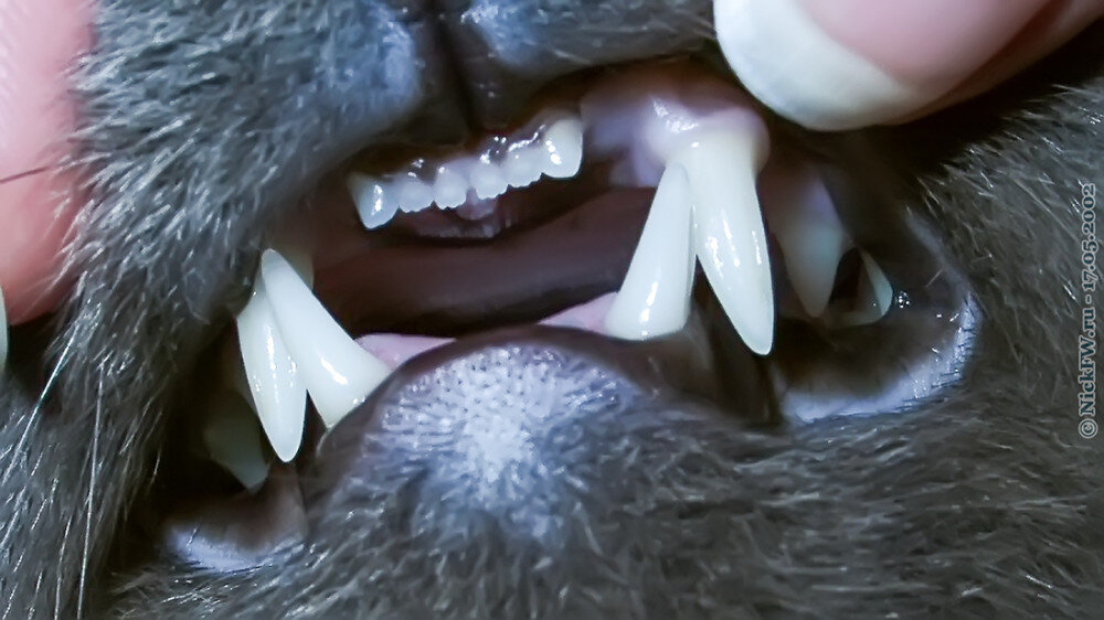 Котика зубки... © NickFW.ru — 17.05.2002г.