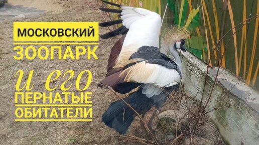 Прогулка по московскому зоопарку, 2 часть. Птицы