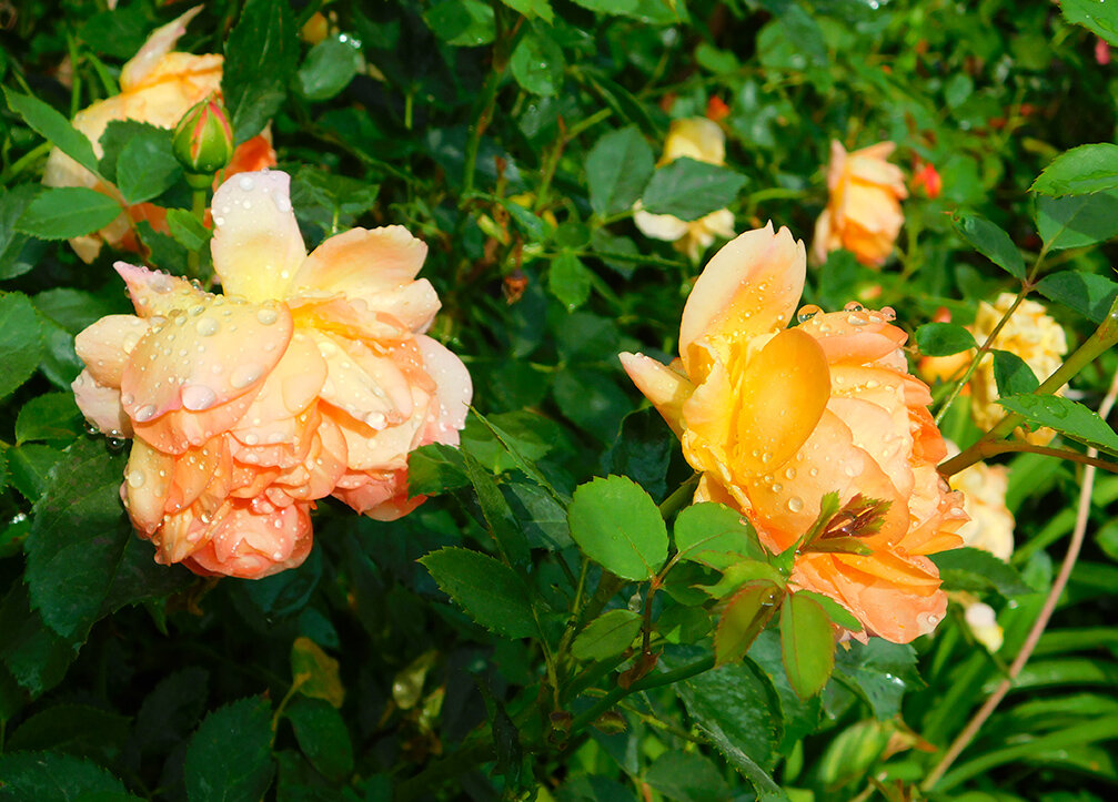 Lady of Shalott