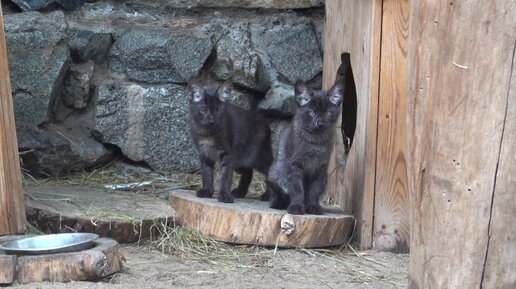 Камышовый кот и ее котята. 21.05.2024