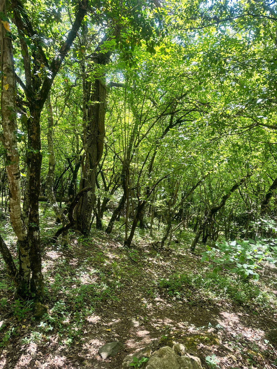 Частичка лиственного леса