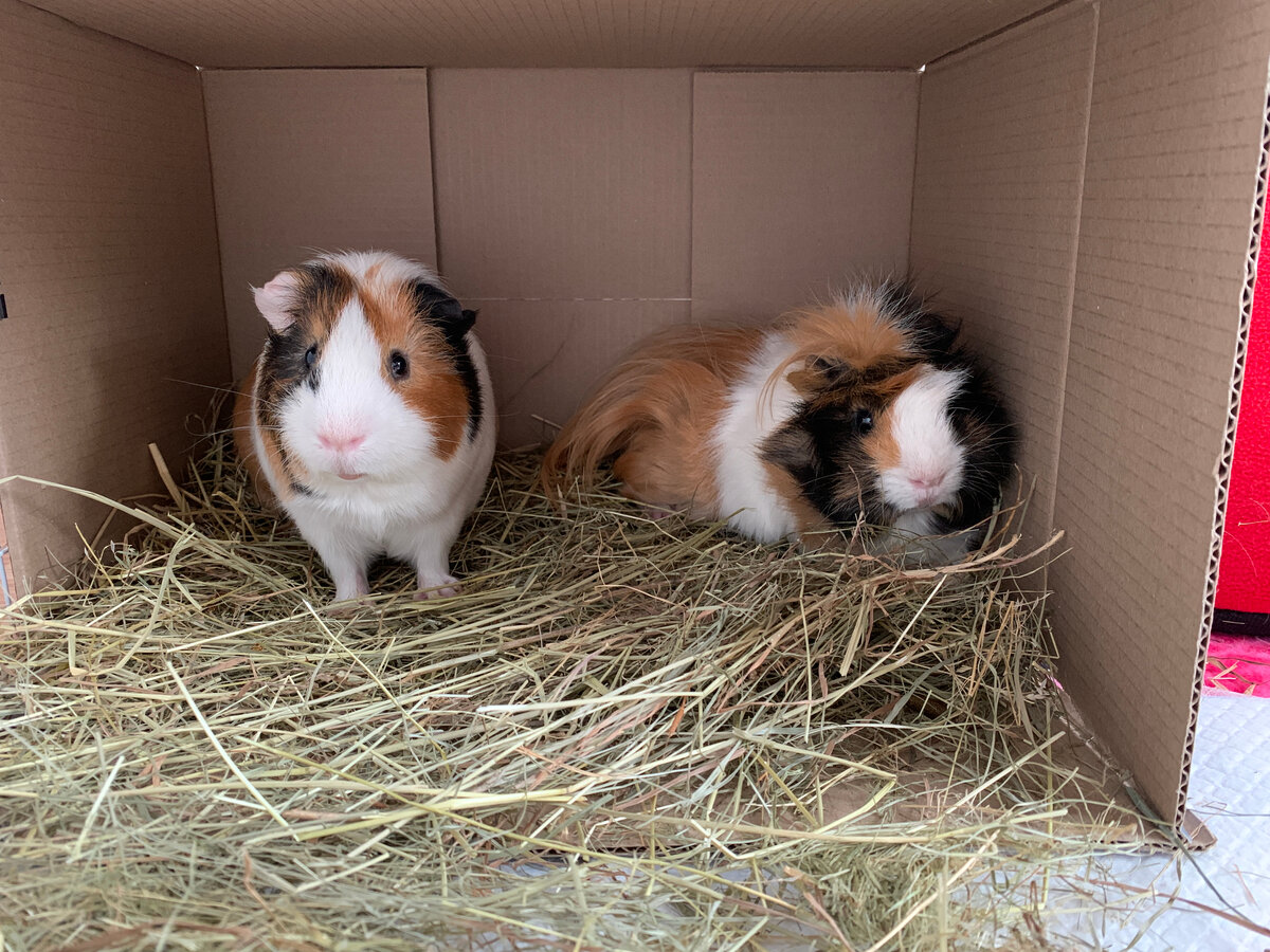 Сено и еда и кровать