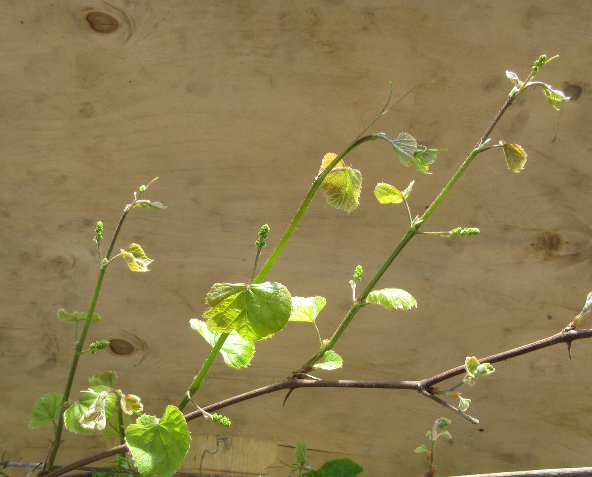 Побеги на одной из стрелок