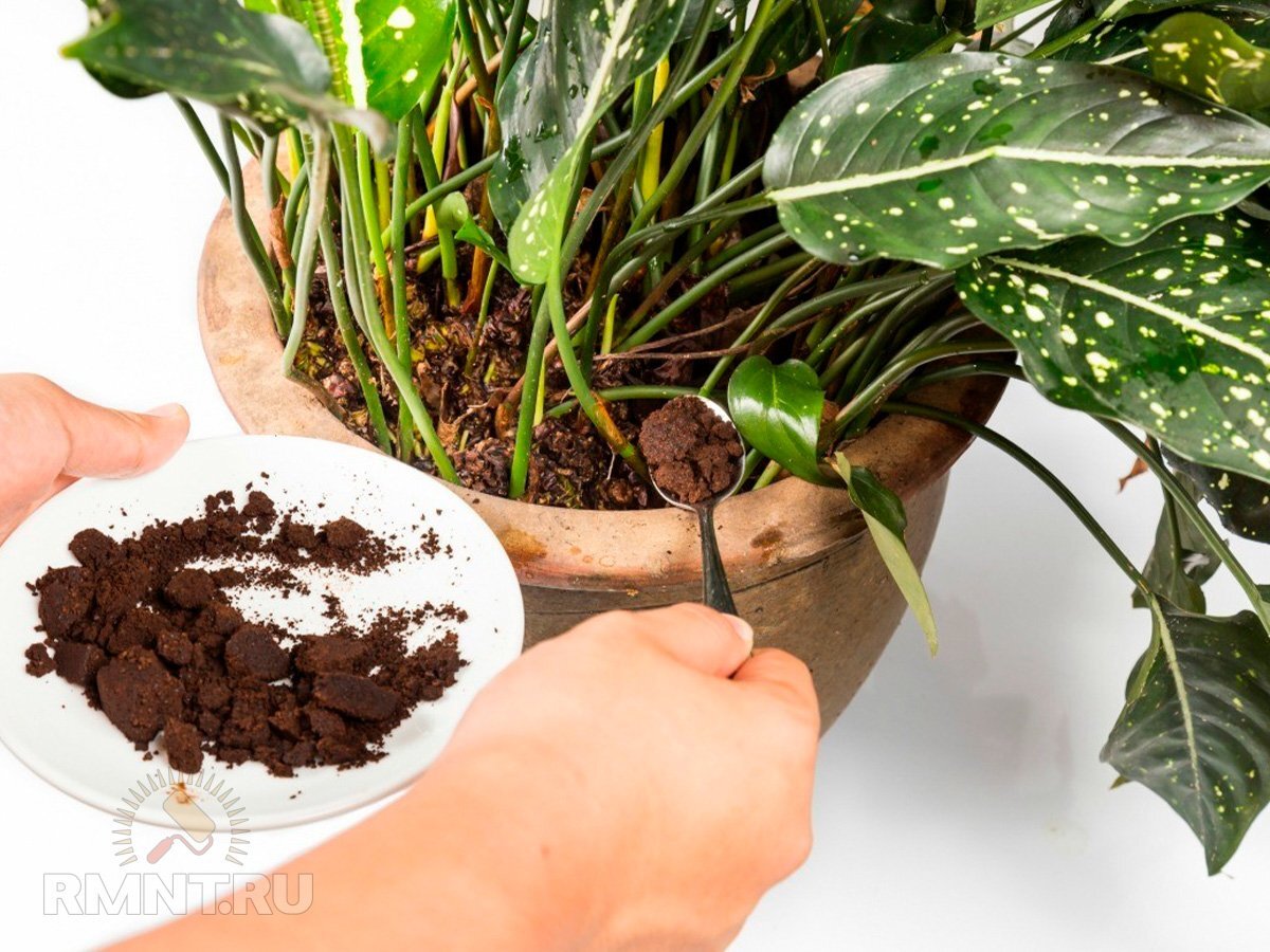   Фото dzen.ru/exotica