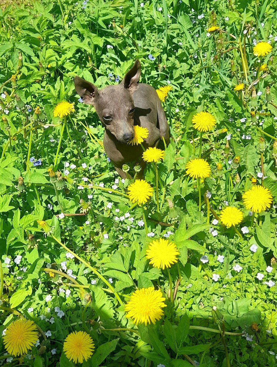 Наконец то наступил сезон цветения маленьких солнышек - одуванчиков. Очень люблю этот жизнерадостный цветок! Часто с ними борятся и безжалостно скашивают. А у меня на участке он не растет. Мои собачки тоже любят эти цветочки. Собаки ведь хорошо разбираются,какая травка полезна,а какая нет. Поэтому фотографировать на фоне одуванчиков приходится на соседнем участке) Да и собирать их тоже там.