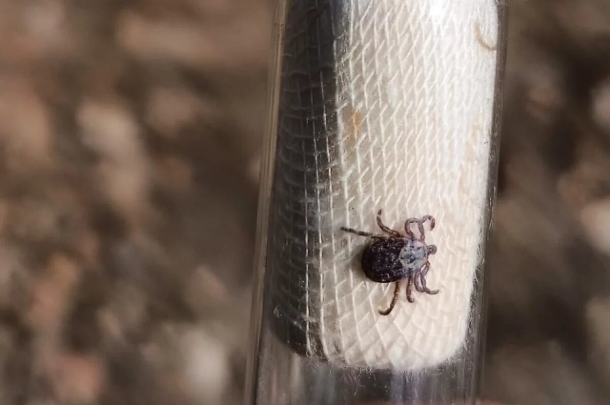    Более 1500 омичей укусили клещи в 2024 году