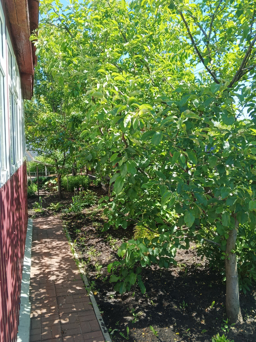 Яблоня, груша, черешня и шарафуга около дома