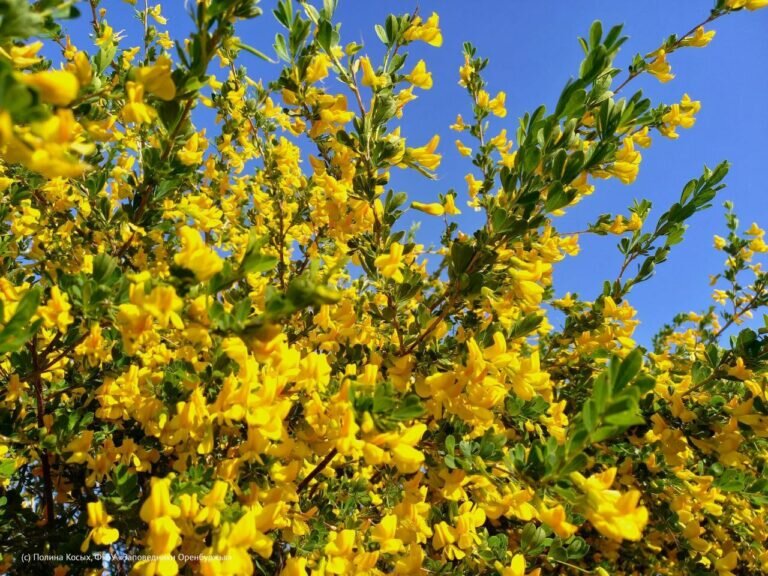    В Оренбуржье по фенологическому календарю наступило лето Кристина Просвиркина