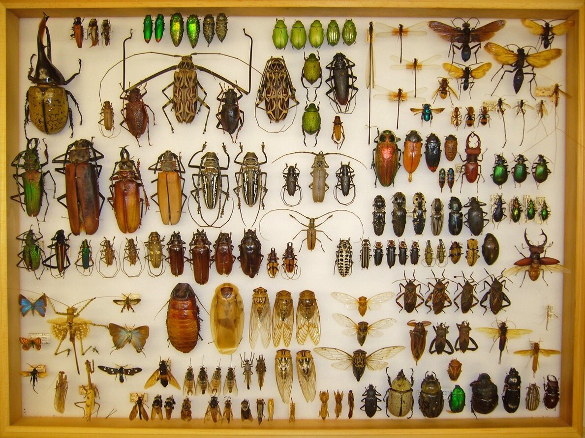 Коллекция насекомых. Фото с сайта https://beetlesinthebush.com/