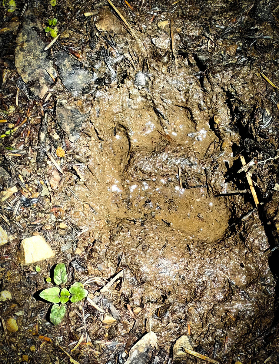 Присутствие зверей мы стали ощущать буквально отойдя 500 метров от человеческого жилья. След не крупного медведя