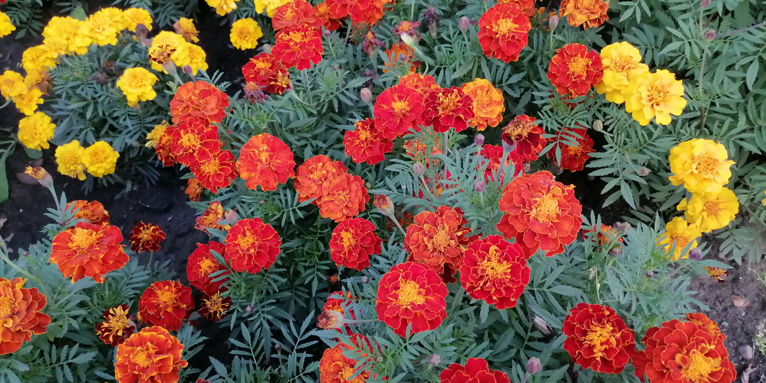Полезные и красивые бархатцы в саду и на огороде