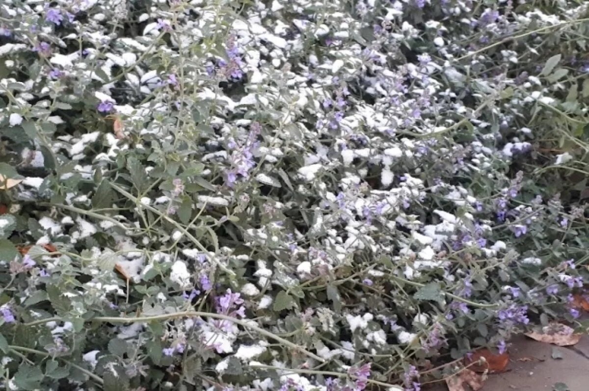    В Тюменской области прогнозируют снег и заморозки