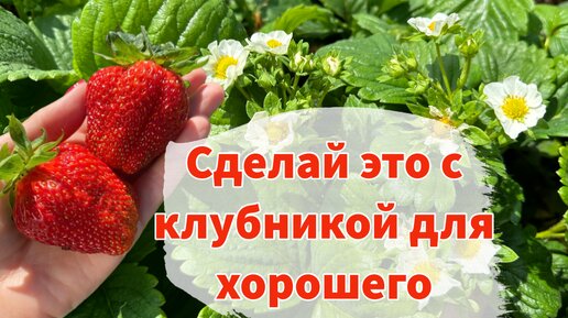 ШПАРГАЛКА ПО УХОДУ ЗА КЛУБНИКОЙ ВО ВРЕМЯ ЦВЕТЕНИЯ: подкормки и обработки от вредителей и болезней