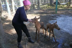    Фото: лосеферма Печоро-Илычского заповедника