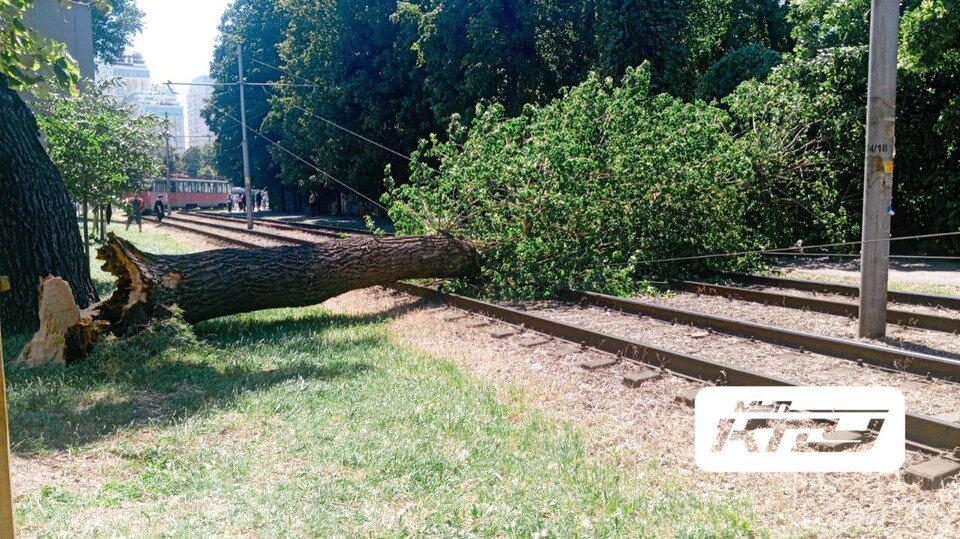    В Краснодаре дерево упало на трамвайные пути. Фото: t.me/kttukrd