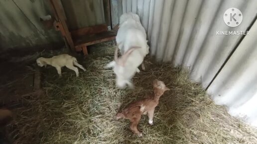 В Бабьем Царстве большое пополнение.