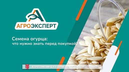 «Агроэксперт» помогает. Семена огурца: что нужно знать перед покупкой?