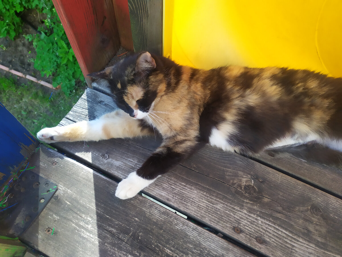 Эта недавно после стерилизации отдыхает на горке