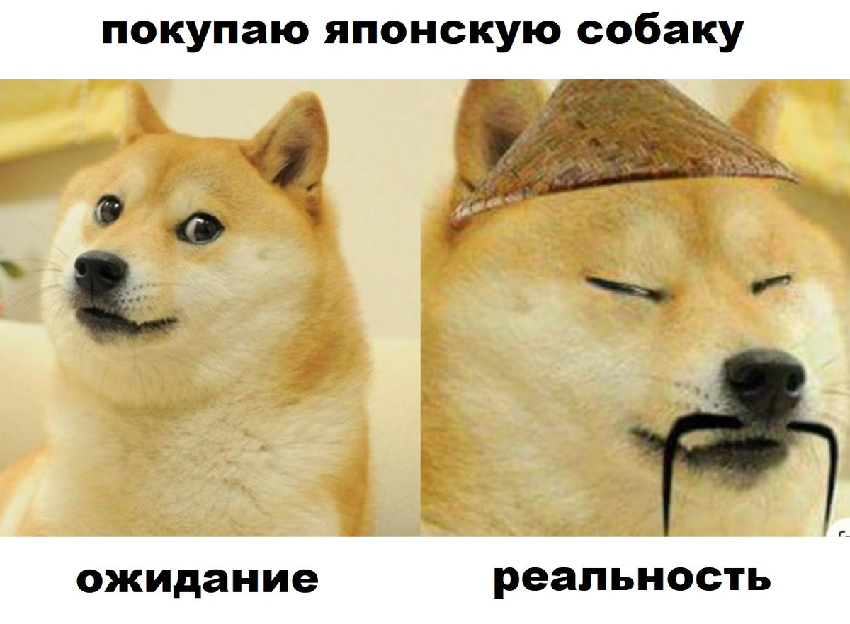 Что стало с собакой из мема Умерла легендарная собака DOGE: лучшие мемы в память о полюбившемся питомце Изве