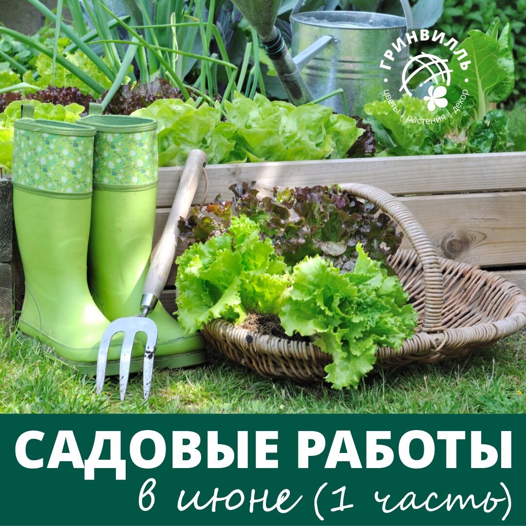 ОСНОВНЫЕ РАБОТЫ В САДУ В ИЮНЕ. ЧЕК-ЛИСТ ИЗ 15 ДЕЛ (1 ЧАСТЬ) | Гринвилль |  Дзен