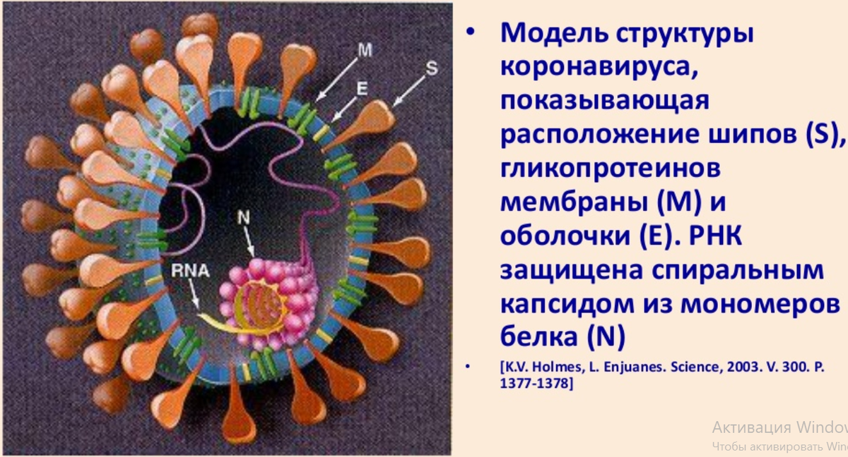 N белок розовый. https://avatars.mds.yandex.net/i?id=1f1da0ad28a2bc7b1c199fa02f54550a2da5431e-7594176-images-thumbs&n=13  holidaydays.ru  