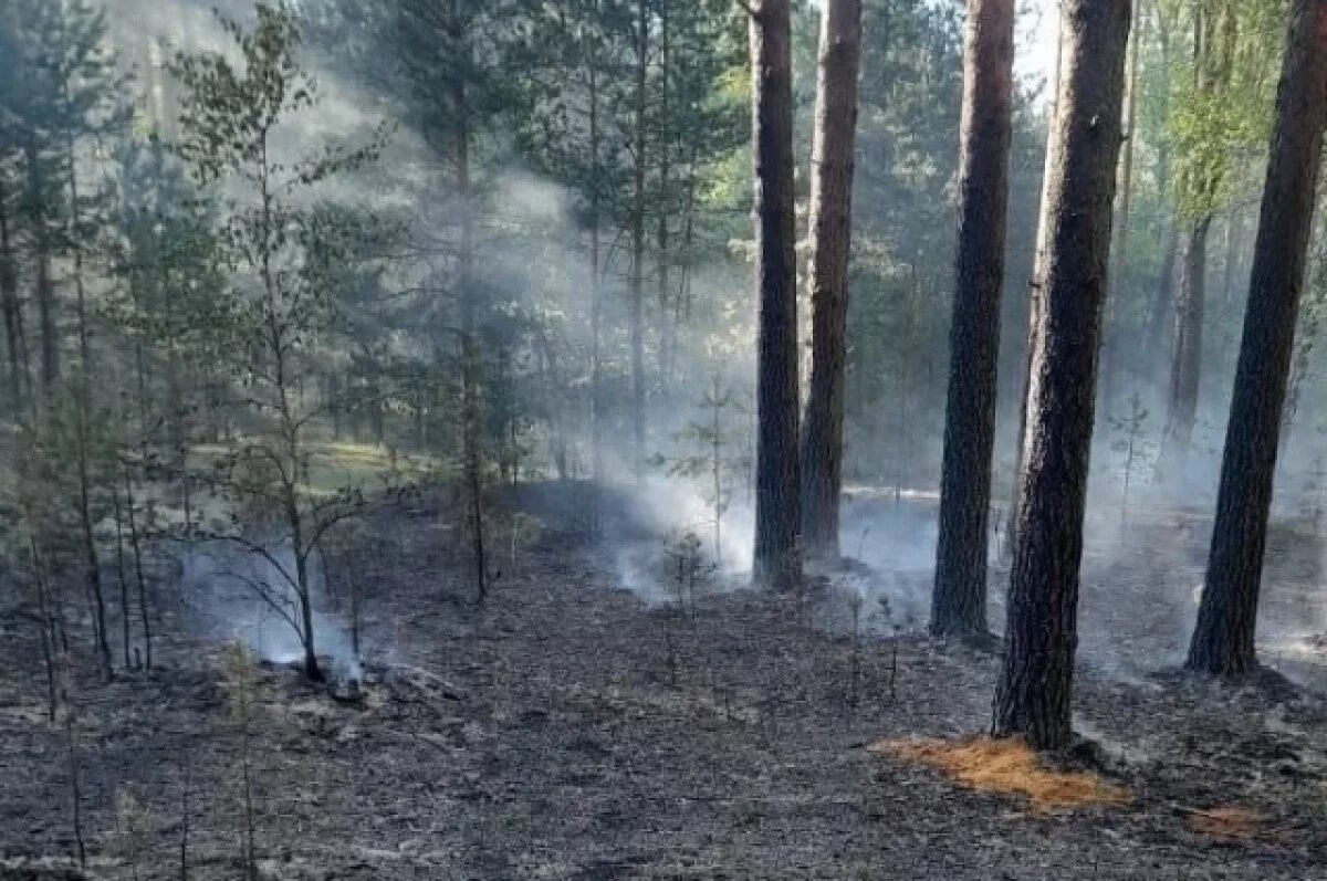    Лётчик заметил пожар в лесу Тверской области