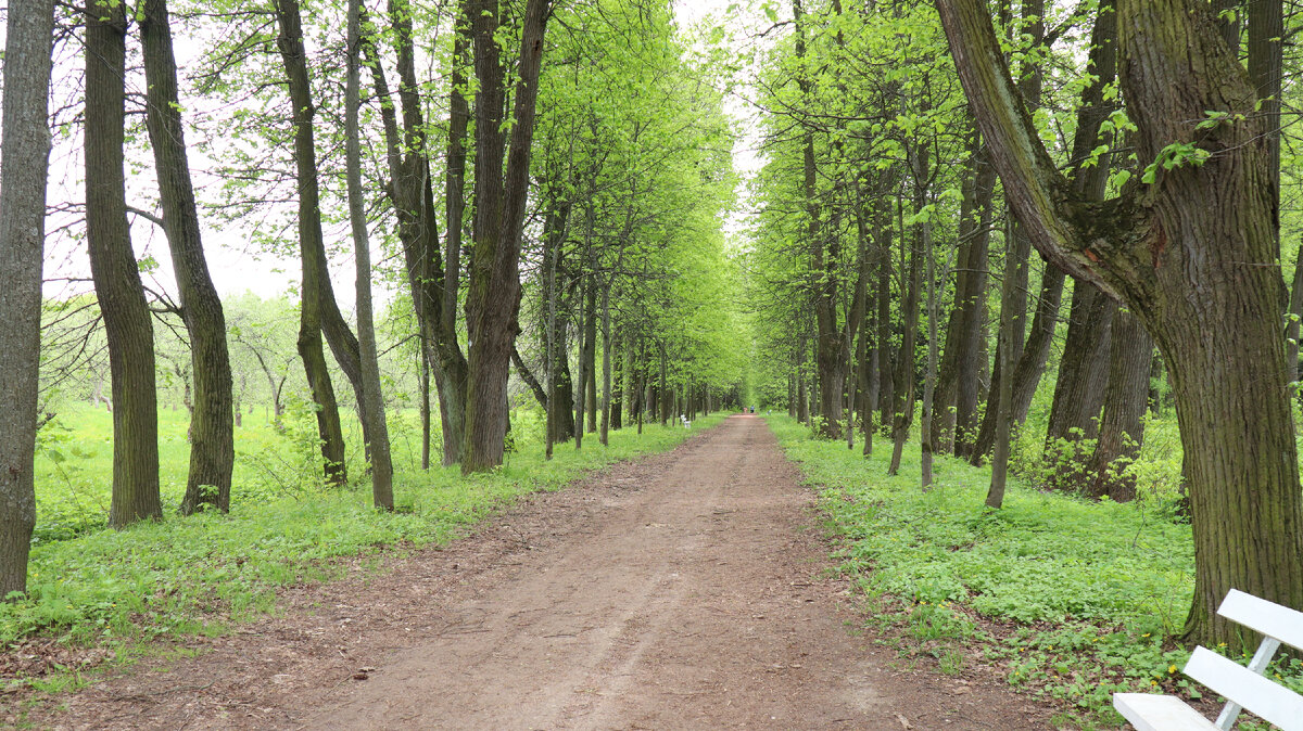 Та самая аллея