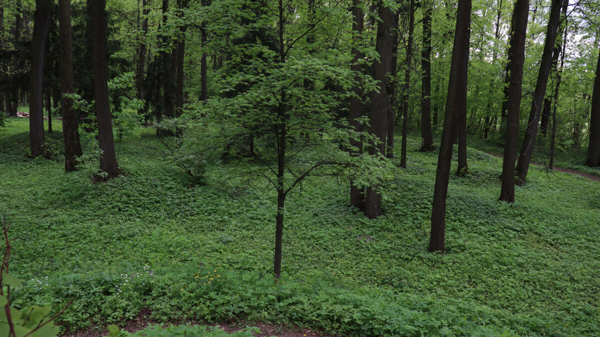 Вид с самого высокого кургана на другие.