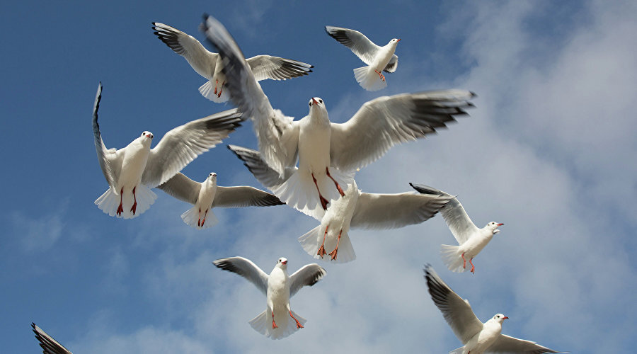 Чайки // Фото Минкурортов Крыма