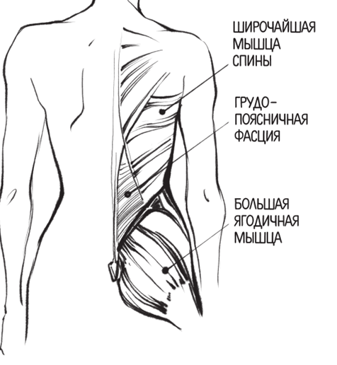 Смешные картинки и открытки Большие жопы для поднятия настроения