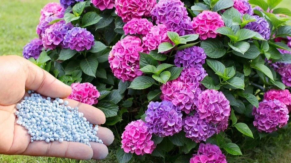 “Ожидается пышное цветение гортензии”: – рассказываю важные правила ухода в течение сезона