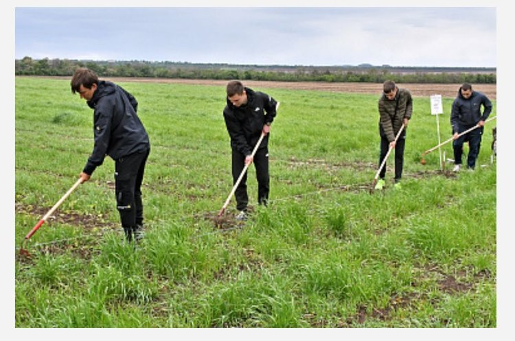    Студенты-аграрники в Луганской Народной Республике проходят производственную практику в полях