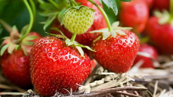 Обычно клубнику выращивают на одном месте не менее трех лет, так что со временем кустики вытягивают из грунта полезные вещества, и он истощается. 