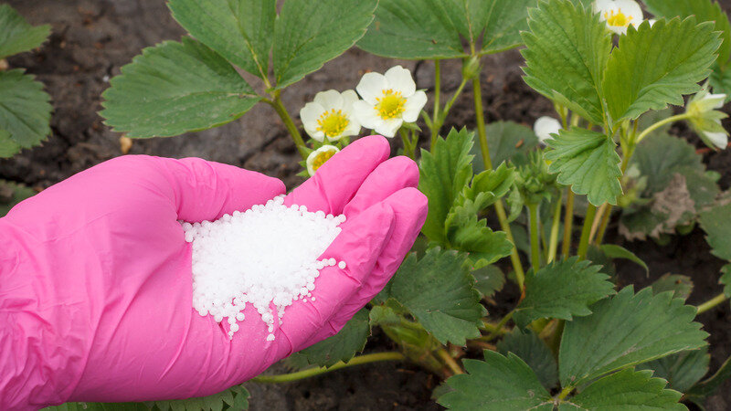 Как только появятся первые бутоны, нужно второй раз подкормить клубнику. 