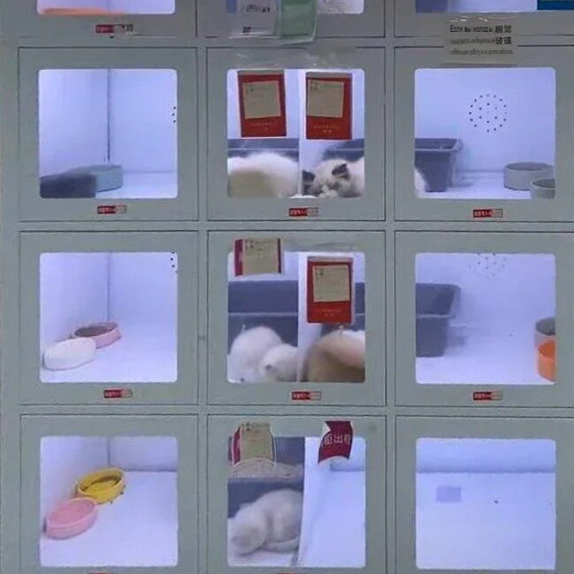 Стоп-кадр из видео, размещенного на сайте odditycentral.com в моей обработке