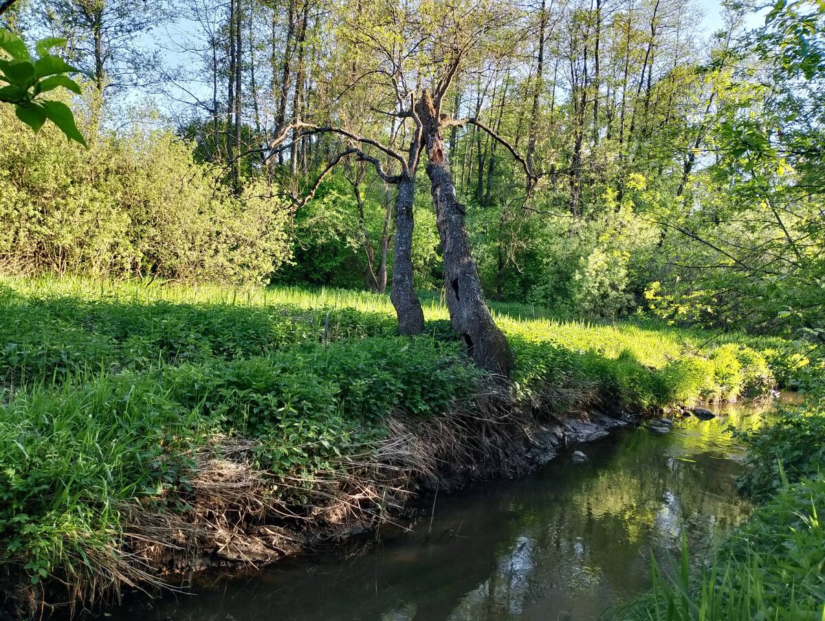 Речка в Измайлово