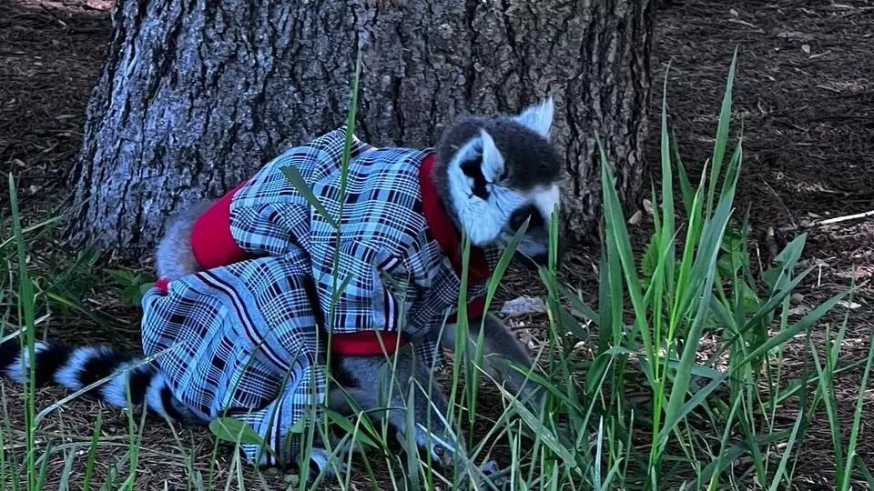     Источник: t.me/zsno52