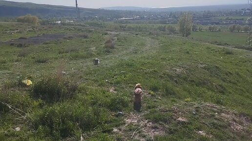 Йорки на прогулке. Панорама города Каракол.