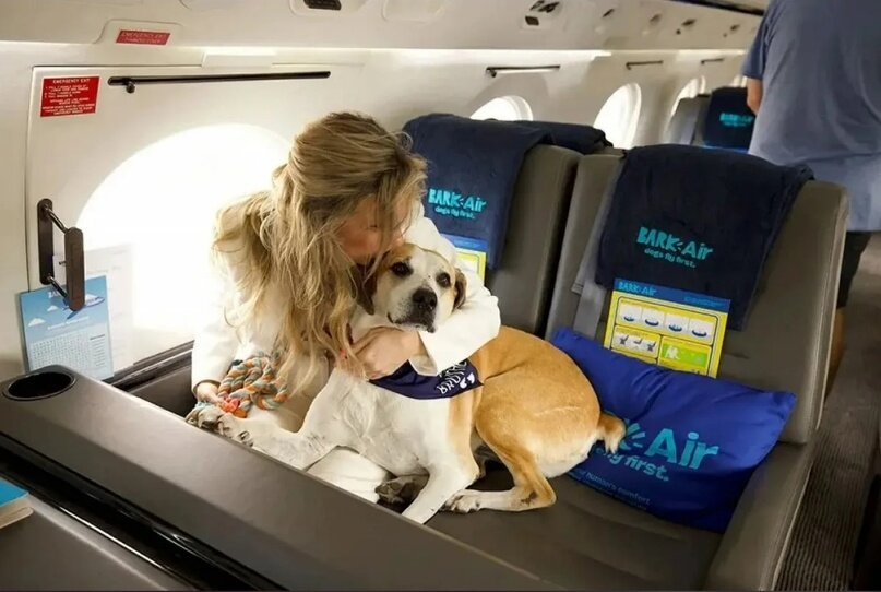 В США запустят первую в мире чартерную компанию, которая займётся авиаперелётами для собак.