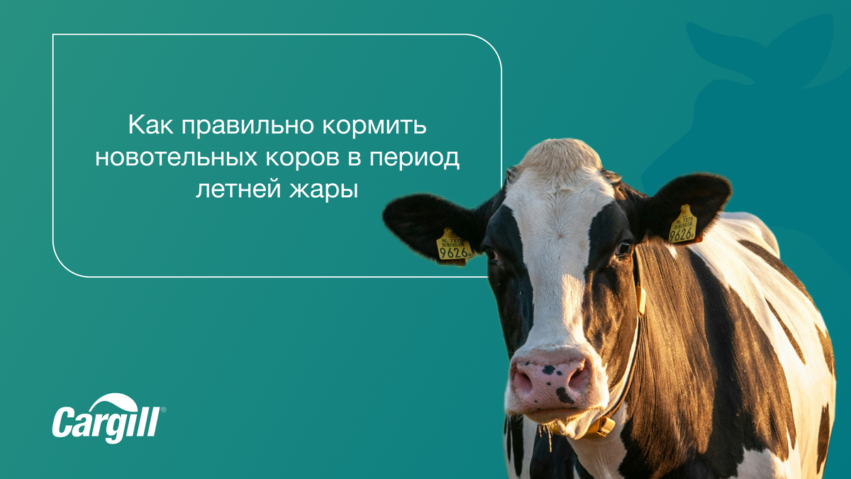 От теплового стресса страдают все категории  крупного рогатого скота. В случае же с новотельными коровами в летнюю жару стресс от отела накладывается на тепловой стресс.