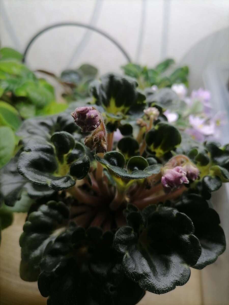 Ma's Melody Girl (О. Robinson)